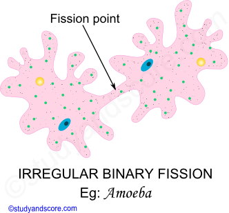 Irregular Binary fission, Sexual reproduction in Paramecium, Asexual reproduction in Paramecium, Phylum protozoa reproduction